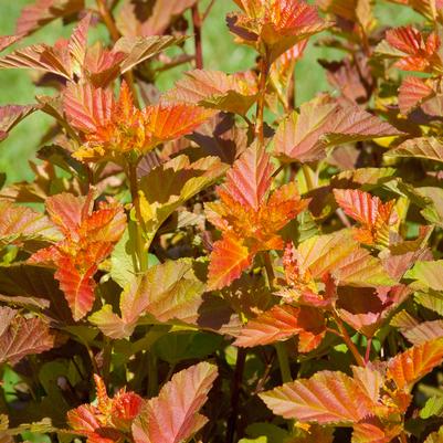 Physocarpus Amber Jubilee™