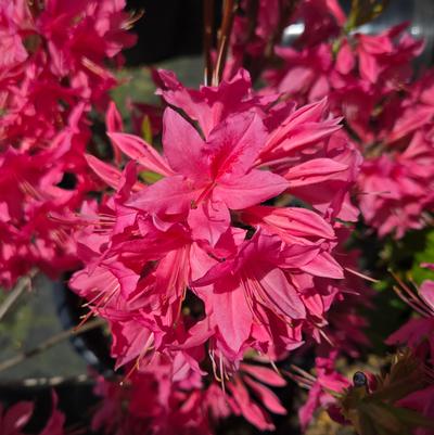 Azalea Northern Lights 'Rosy Lights'