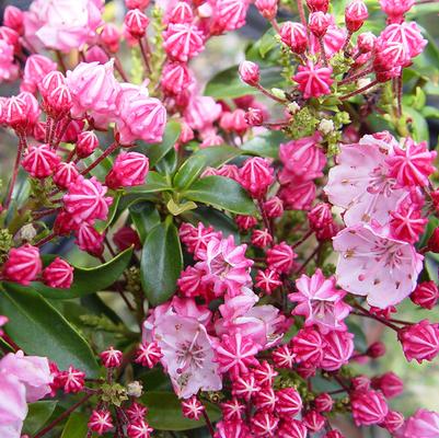 Kalmia latifolia Little Linda