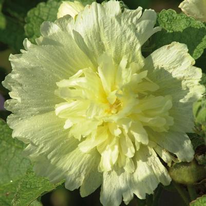 Alcea rosea annua Spring Celebrities™ Lemon
