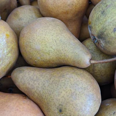 Pyrus x 'Bosc'