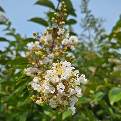 Lagerstroemia indica Natchez