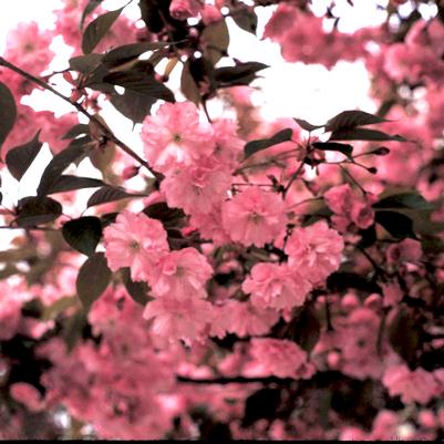 Prunus serrulata Kwanzan