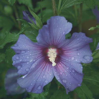 Hibiscus syriacus Azurri Blue Satin®