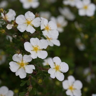 Potentilla fruticosa Happy Face® White