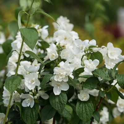 Philadelphus Snow White™
