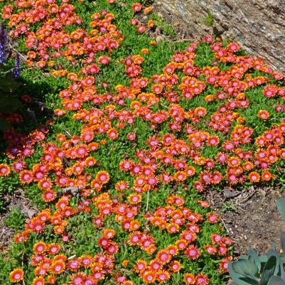 Delosperma Fire Spinner