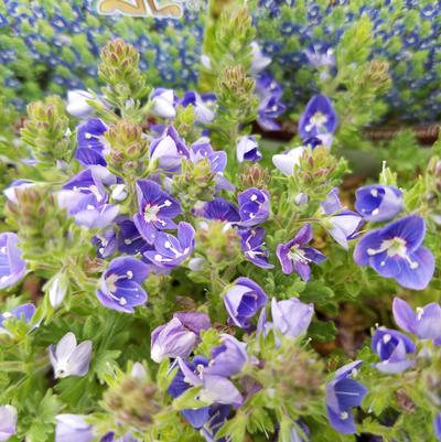 Veronica 'Tidal Pool'