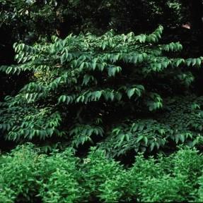 Viburnum plicatum t. Shasta