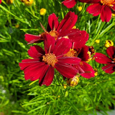 Coreopsis PERMATHREAD™ Red Satin