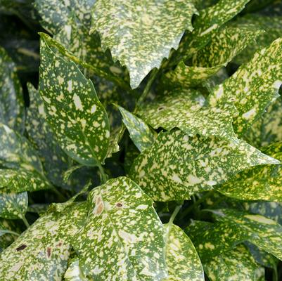 Aucuba japonica 'Variegata'