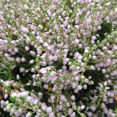 Calluna County Wicklow