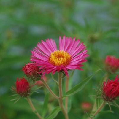 Aster novae-angliae 'Alma Potchke'