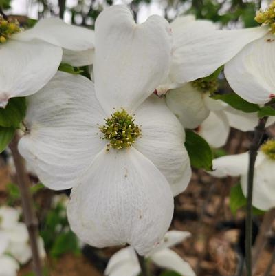 Cornus florida Cloud 9