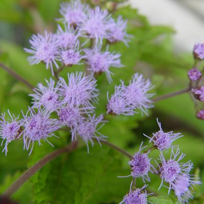 Eupatorium coelestinum 