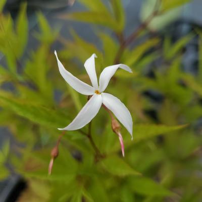 Porteranthus trifoliatus 