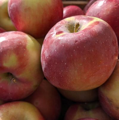Malus Empire
