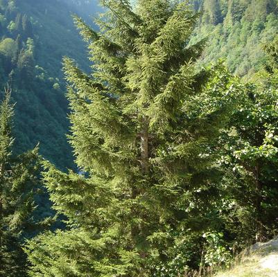 Picea orientalis 