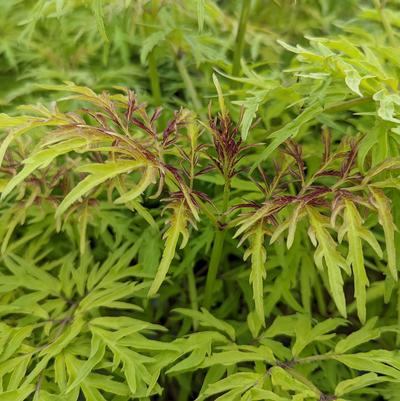 Sambucus Lemony Lace®