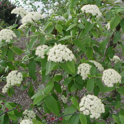 Viburnum Pragense