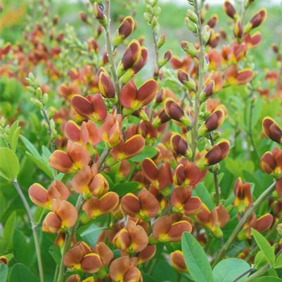 Baptisia hybrid Decadence® Cherries Jubilee