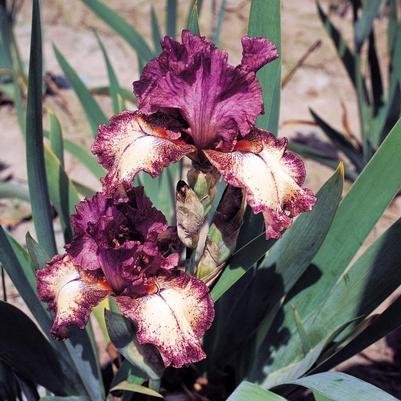 Iris germanica Rockstar