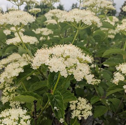 Viburnum dentatum Autumn Jazz™