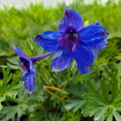 Delphinium grandiflorum Blue Butterfly