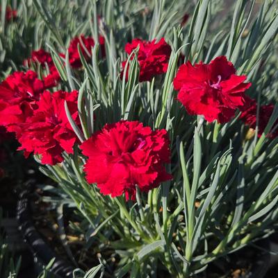 Dianthus hybrid Fruit Punch® Fruit Punch® Maraschino