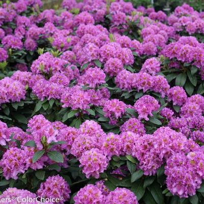 Rhododendron x Dandy Man® Purple