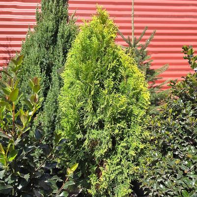 Thuja occidentalis Amber Gold