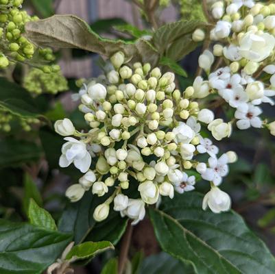 Viburnum x 'Nantucket'