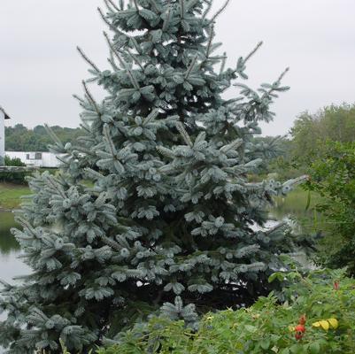 Picea pungens 'Glauca'