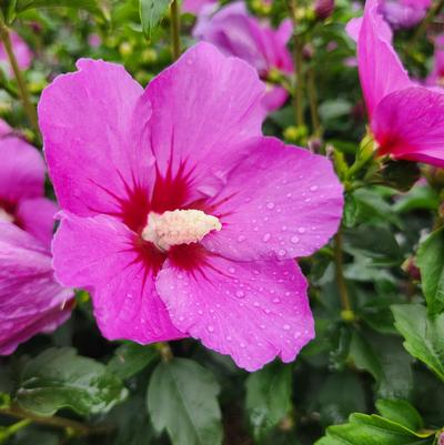 Hibiscus syriacus Lil' Kim® Violet