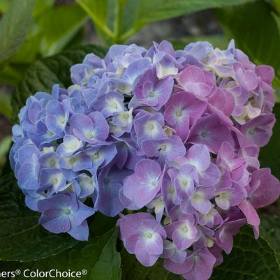 Hydrangea macrophylla Let's Dance® Let's Dance® Blue Jangles®