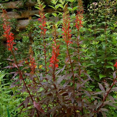 Lobelia cardinalis 'Black Truffle'