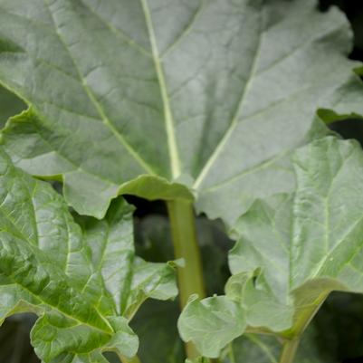 Rheum Victoria