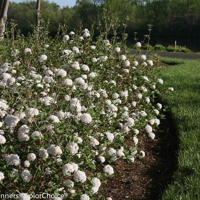 Viburnum carlesii Spice Baby™