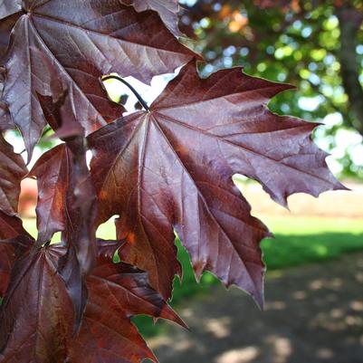 Acer platanoides 'Crimson King'