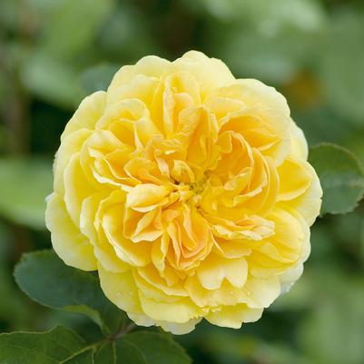 Rosa Molineux®