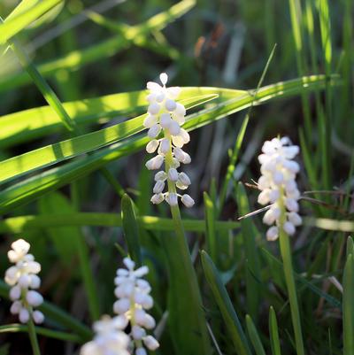 Liriope muscari 'Monroe's White'