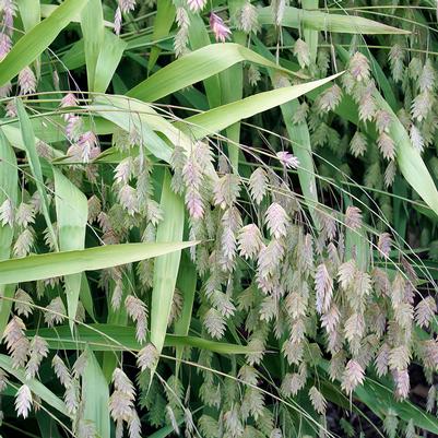 Chasmanthium latifolium 