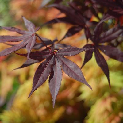 Acer palmatum Emperor I®