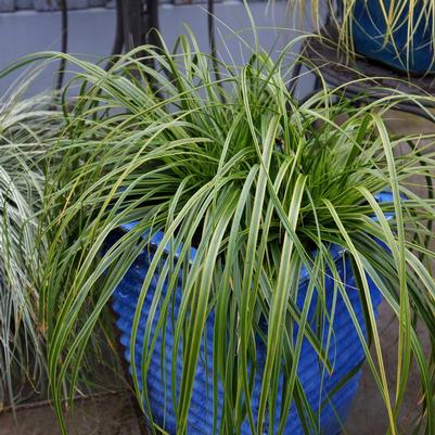 Carex oshimensis EverColor® 'Everlime'