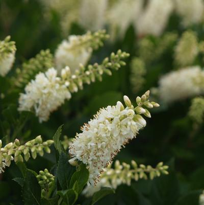Clethra alnifolia Sugartina® Crystalina