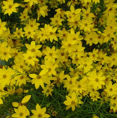 Coreopsis verticillata 