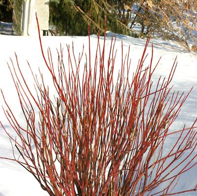 Cornus stolonifera Arctic Fire®