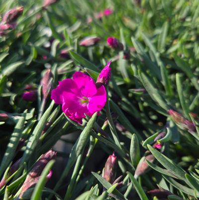 Dianthus hybrid Paint the Town Fuchsia