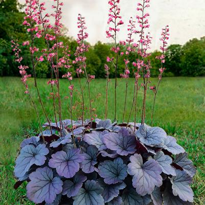 Heuchera hybrid Dolce® Dolce® Silver Gumdrop