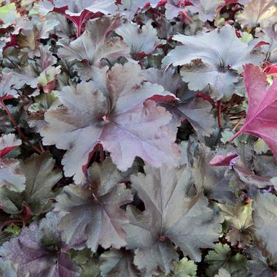 Heuchera hybrid Primo® Black Pearl